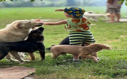 Mixed Breed dogs for adoption: Meet Lovely little LOTTIE! she needs a Loving Home - Image 28