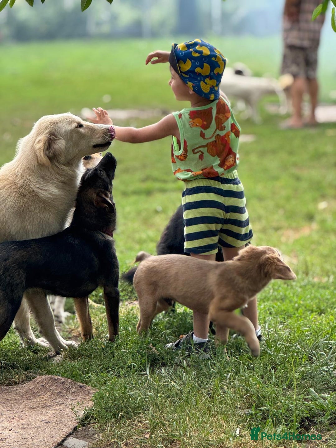 Mixed Breed dogs for adoption: Meet Lovely little LOTTIE! she needs a Loving Home - Image 28