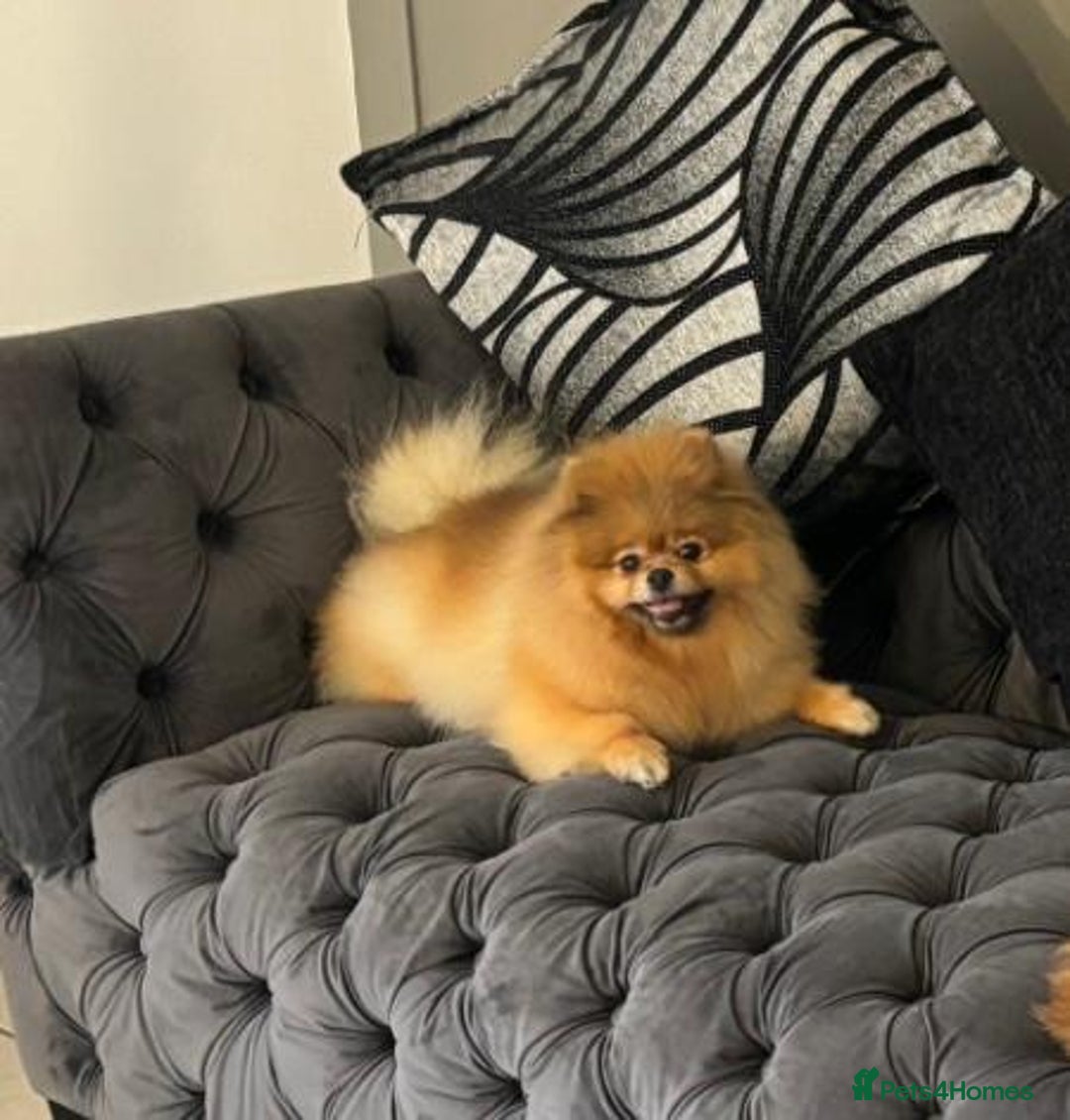 Pomeranian dogs for sale: Kc teddy bear pom babies  - Image 12