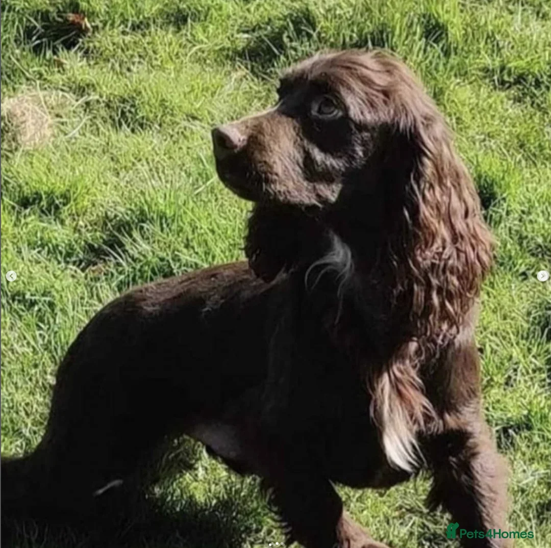 Cocker Spaniel dogs for sale: Gorgeous KC reg Cocker Spaniel pups – ready now - Advert 4