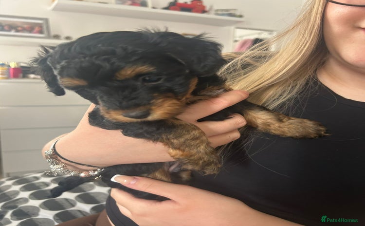 Yorkiepoo dogs - Advert 1