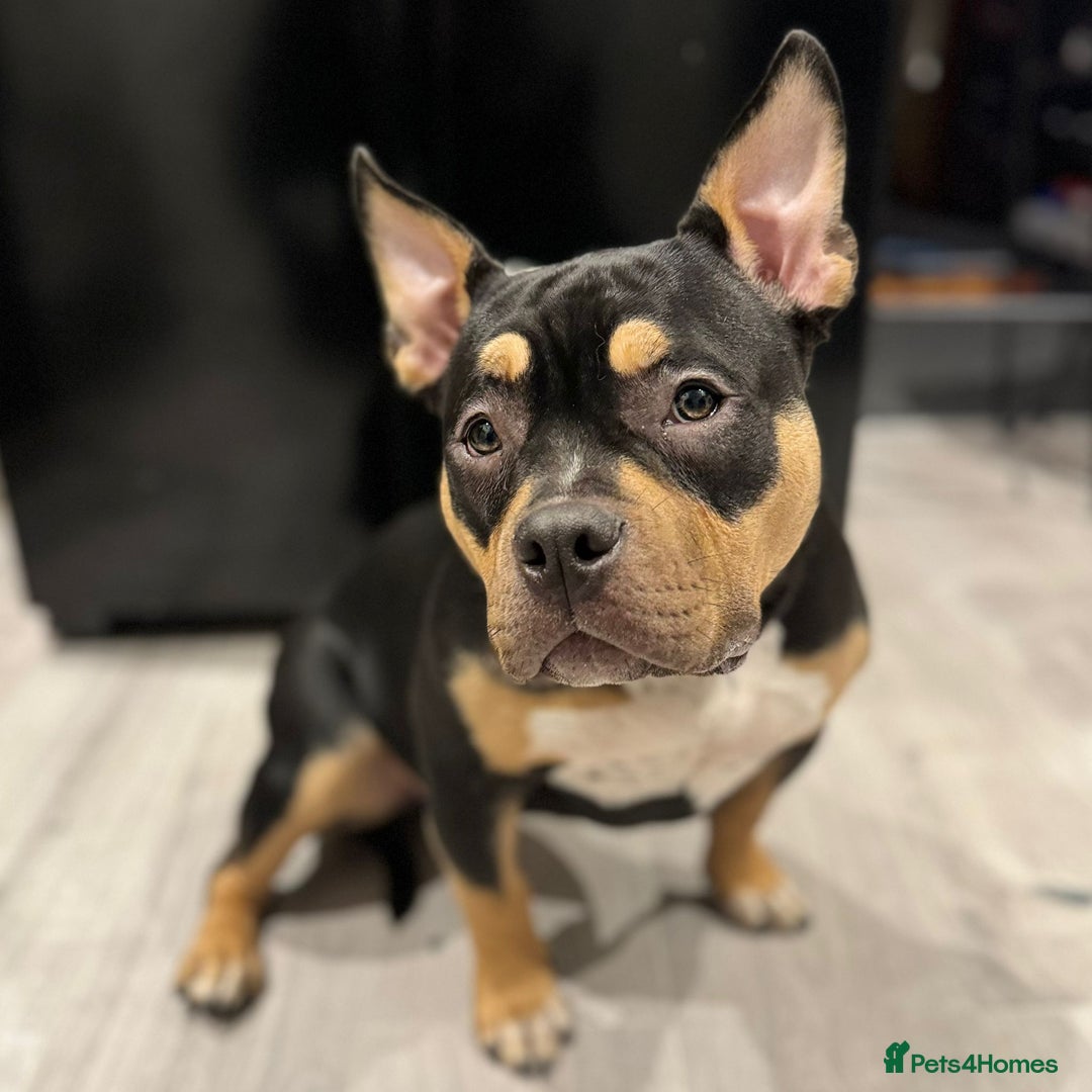 American Bully dogs for sale: Female full pedigree pocket bully - Image 4