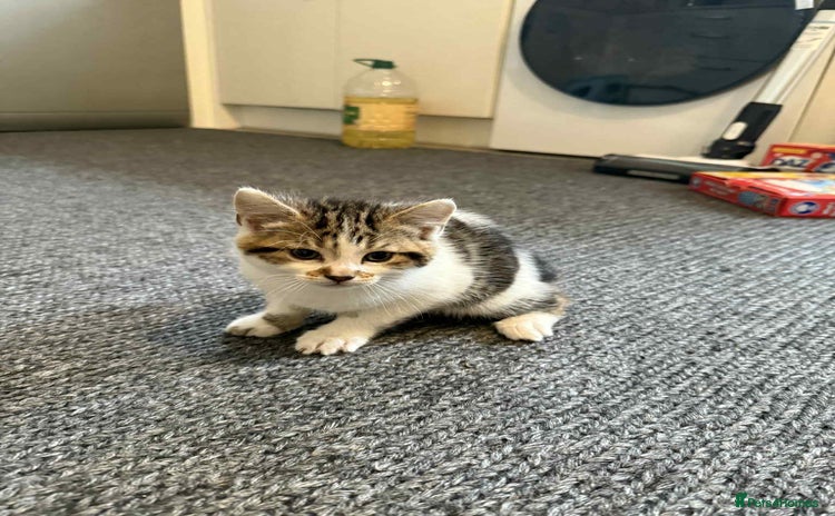 Mixed Breed cats - Advert 3