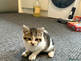 Mixed Breed cats - Advert 17