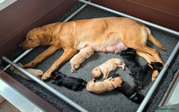 Labrador Retriever dogs for sale: Labrador puppies from health tested parents  - Image 2