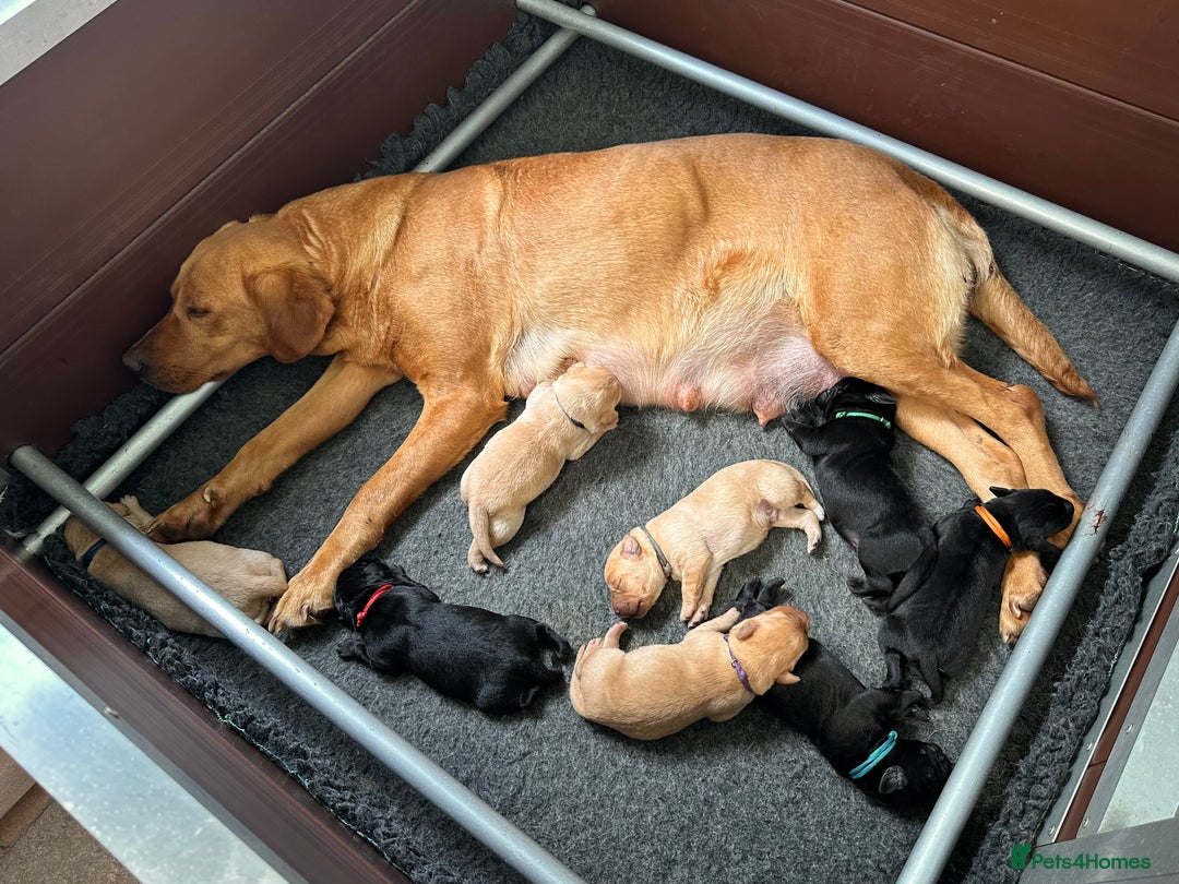 Labrador Retriever dogs for sale: Labrador puppies from health tested parents  - Image 2