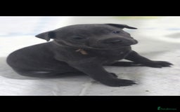 Staffordshire Bull Terrier dogs for sale: Staffordshire bull terrier  - Advert 26