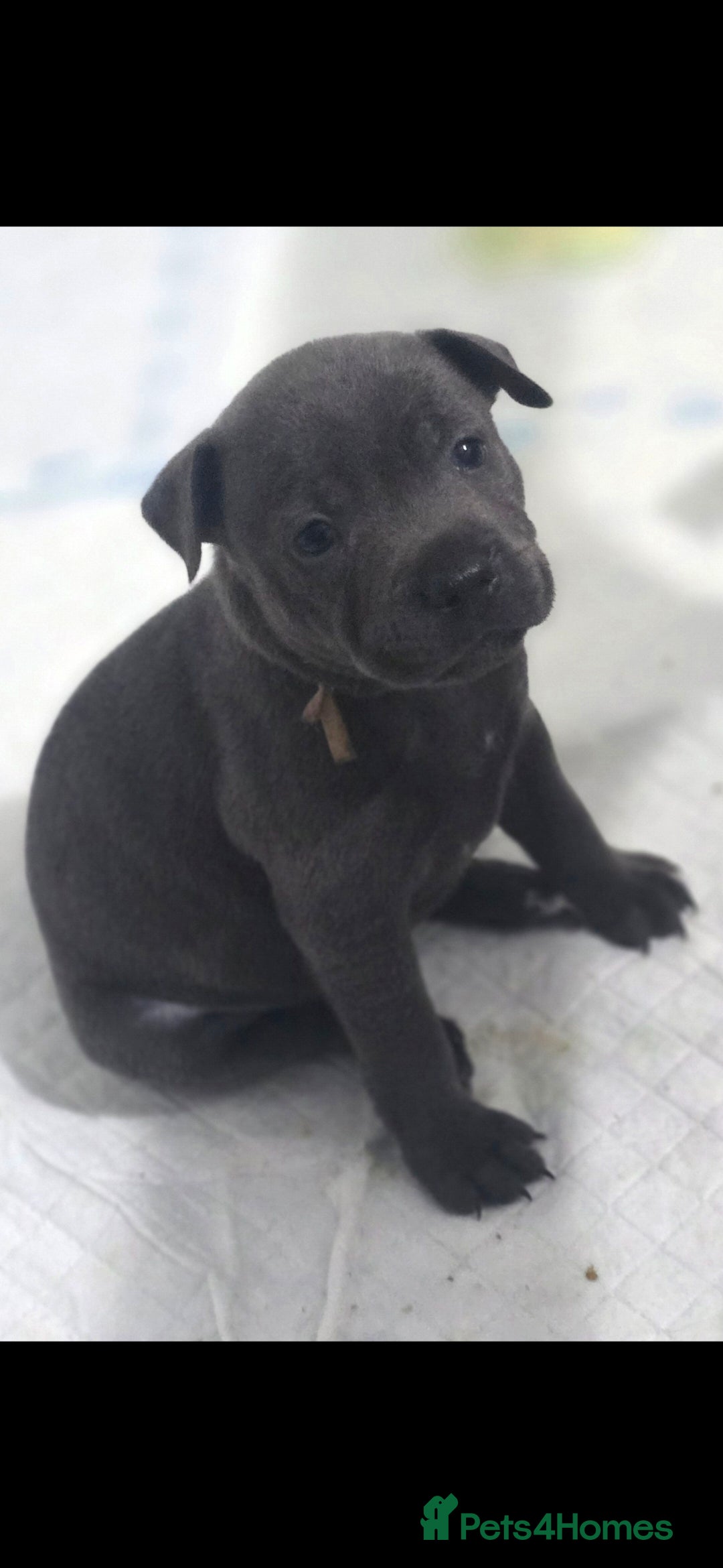 Staffordshire Bull Terrier dogs for sale: Staffordshire bull terrier  - Advert 26