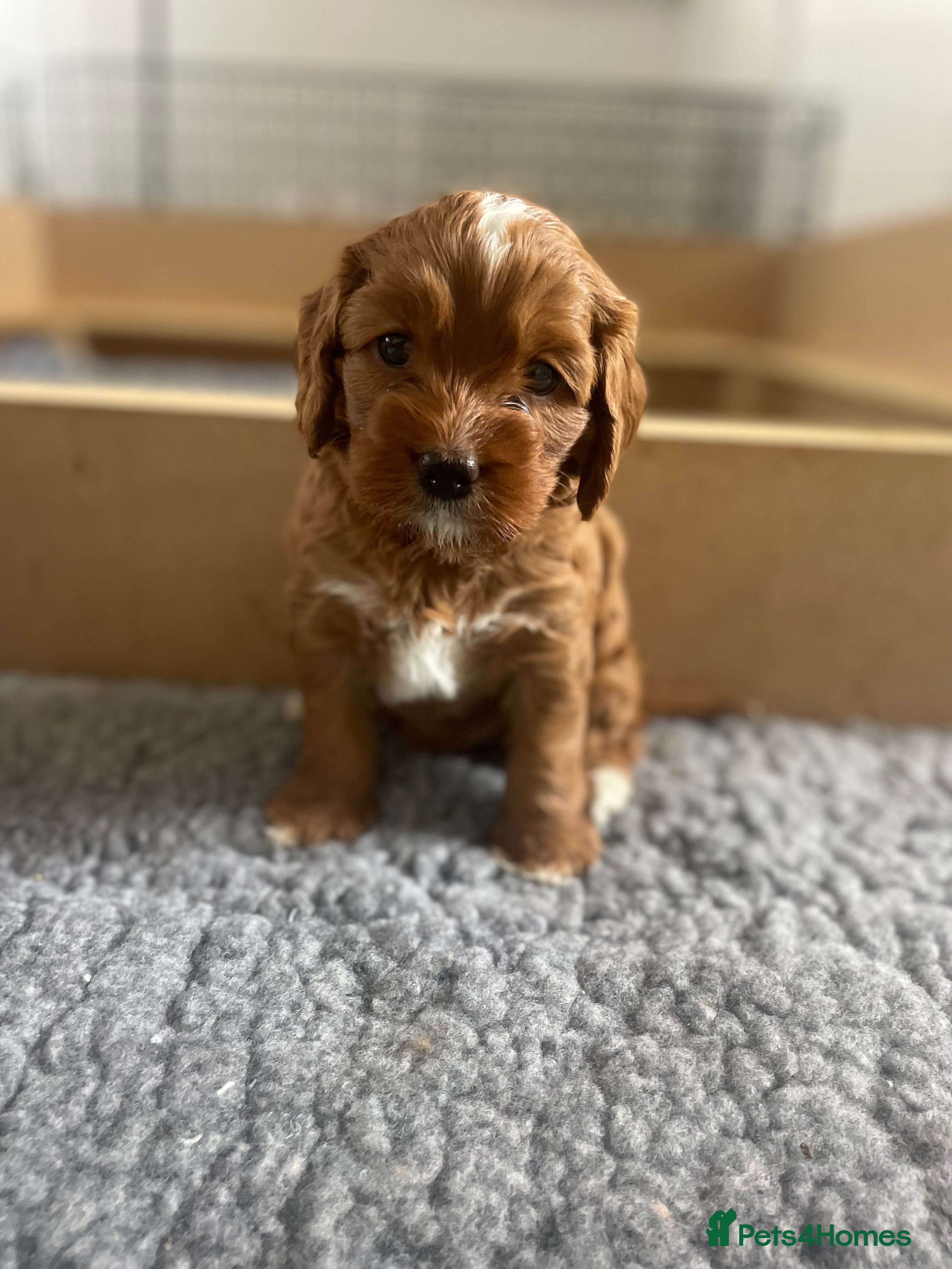 Cavapoo dogs Exceptional Cavapoo Puppies - Ruby & Apricot - Advert 2
