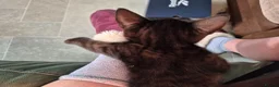 British Shorthair cats for sale: Stripy Black Kitten - Advert 3