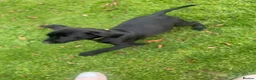 Labrador Retriever dogs for sale: Labrador pups  - Advert 4