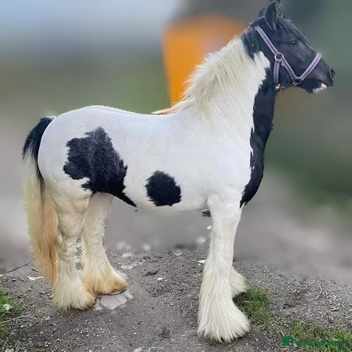 Irish Cob horses Coloured cob mare  - Advert 1