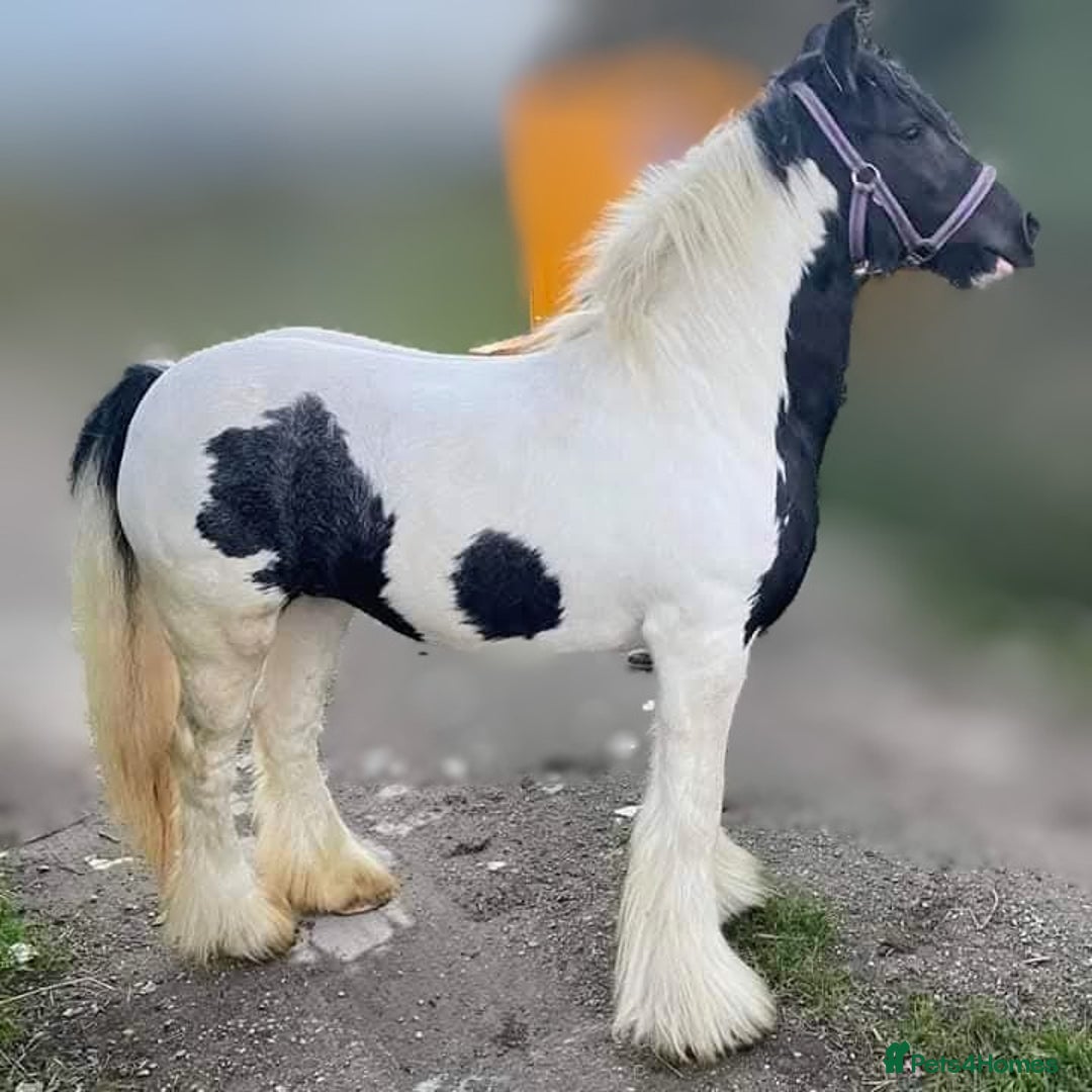 Irish Cob horses for sale: Coloured cob mare  - Advert 1