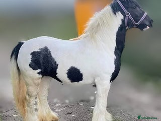 Irish Cob horses Coloured cob mare - Advert 1