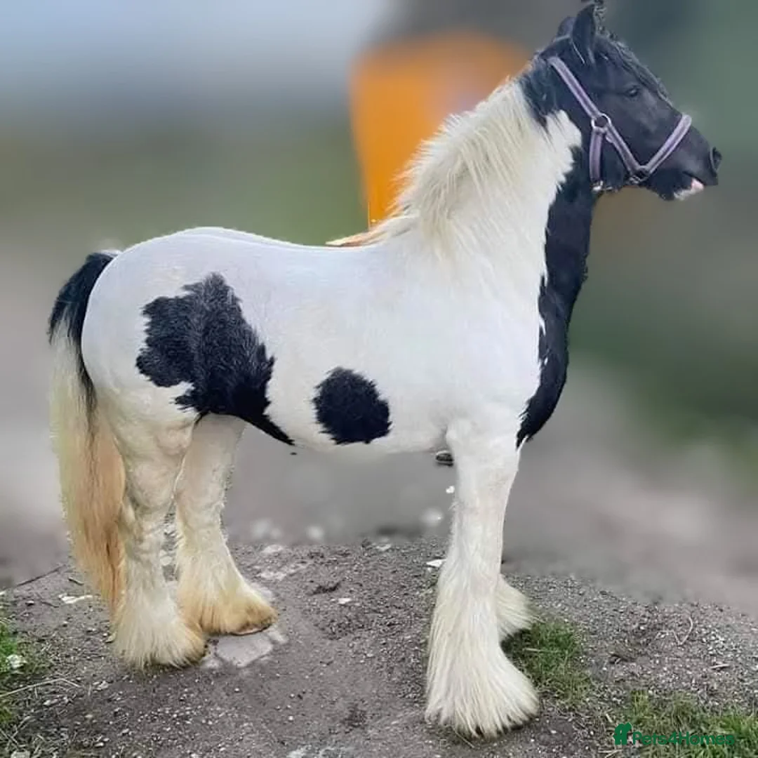 Irish Cob horses for sale: Coloured cob mare  - Advert 1
