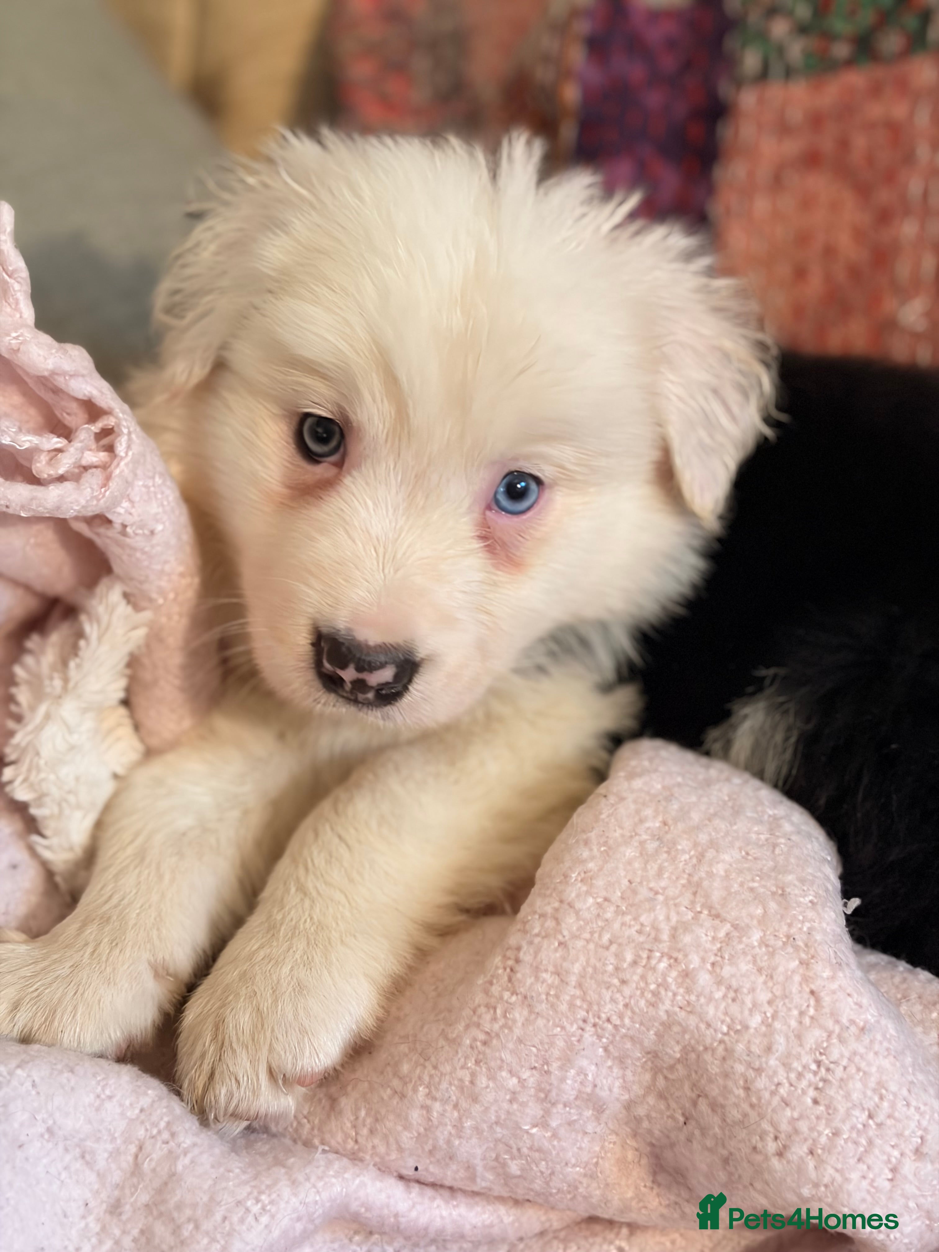 Border Collie dogs HEALTH TESTED CLEAR PARENTS BORDER COLLIE PUPS - Advert 1