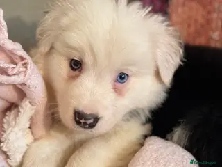 Border Collie dogs HEALTH TESTED CLEAR PARENTS BORDER COLLIE PUPS - Advert 1