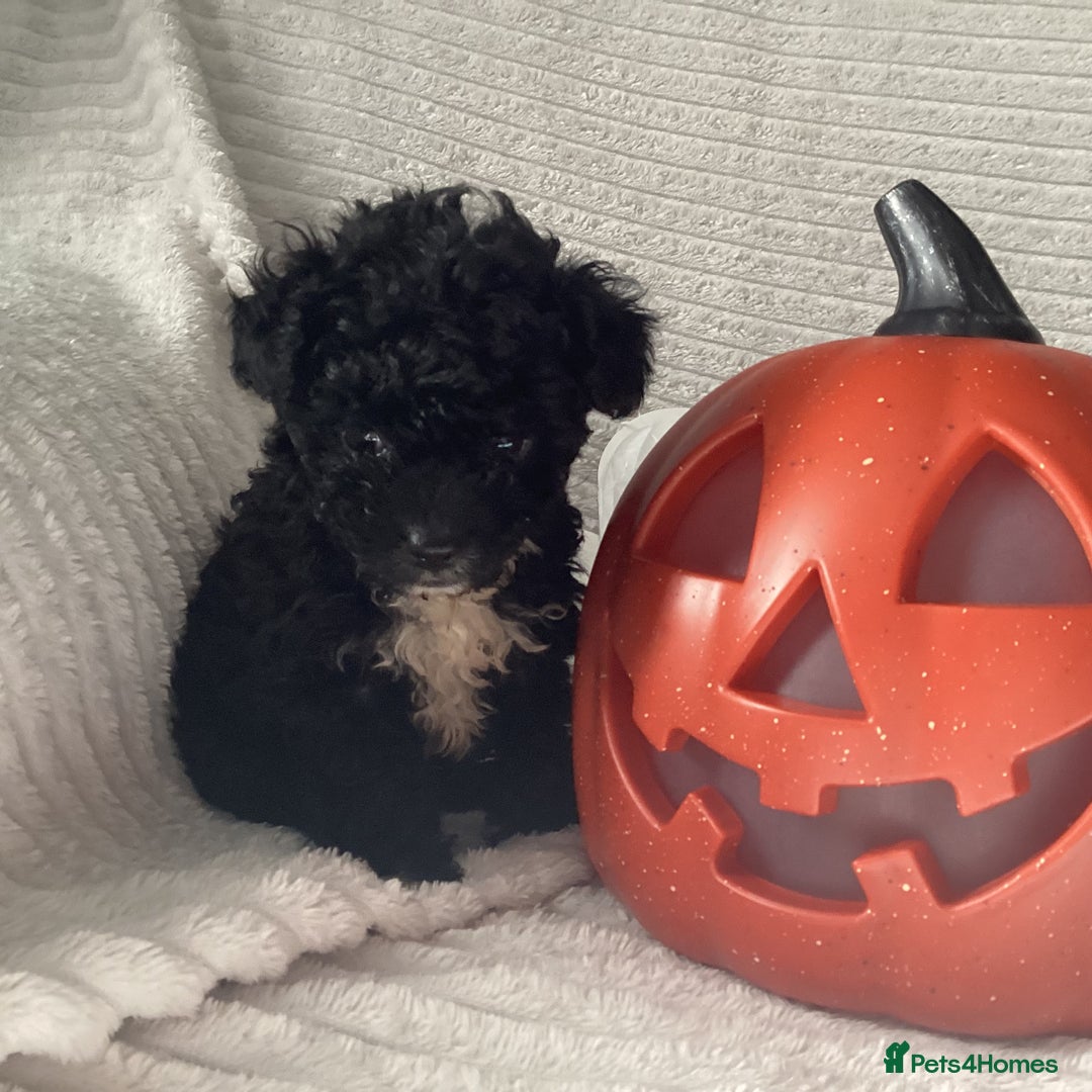 Jackapoo dogs for sale: 2 Toy poodle 3/4 Boys - Image 10