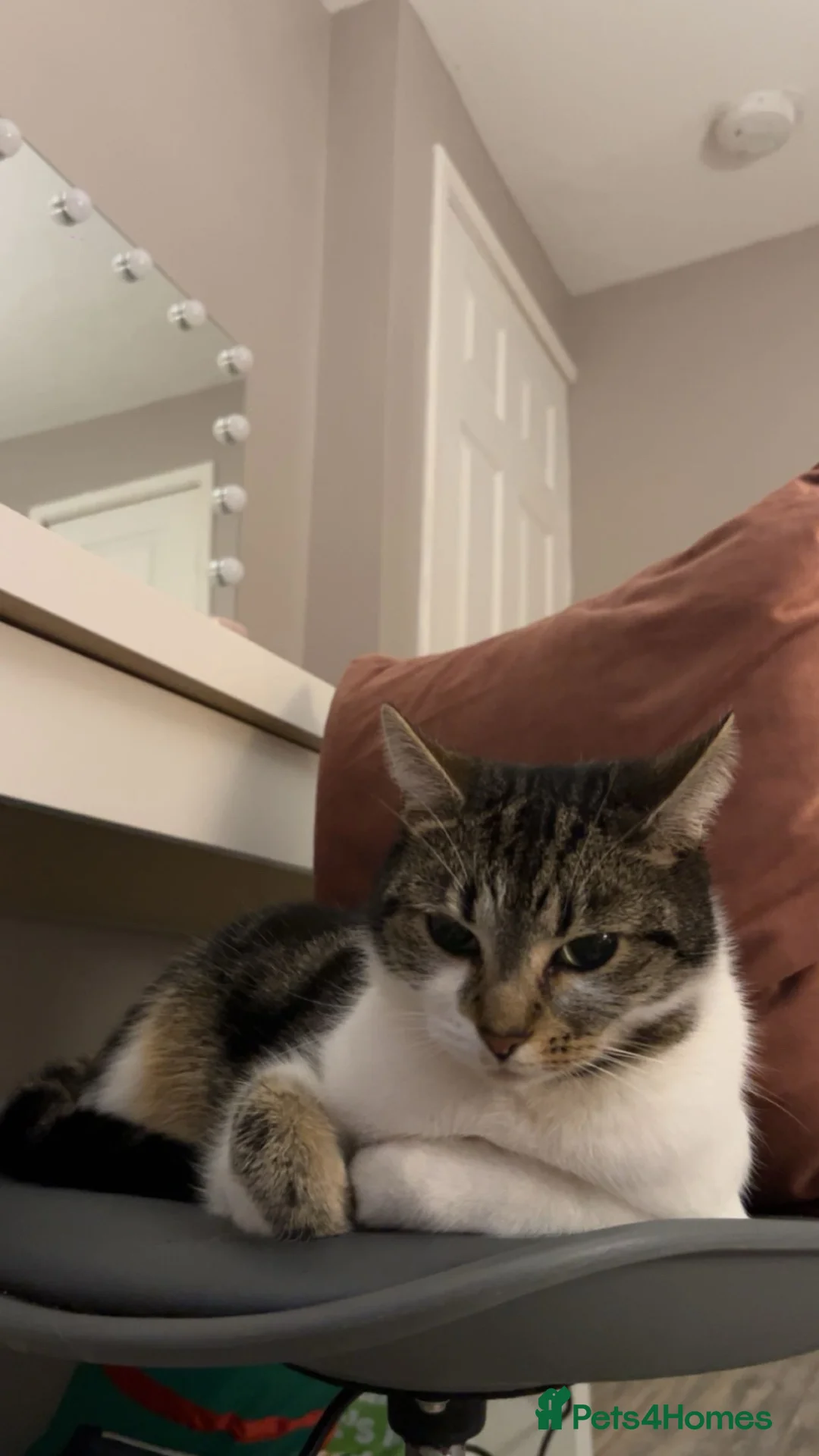 British Shorthair cats for sale: 2 female cats for sale  - Advert 2