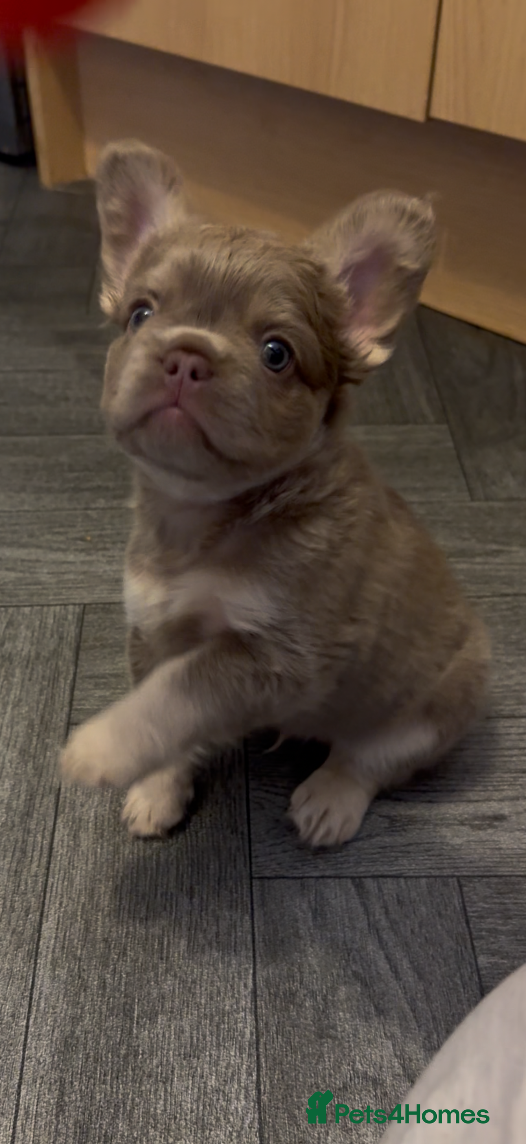 French Bulldog dogs for sale: Fluffy f - Advert 7