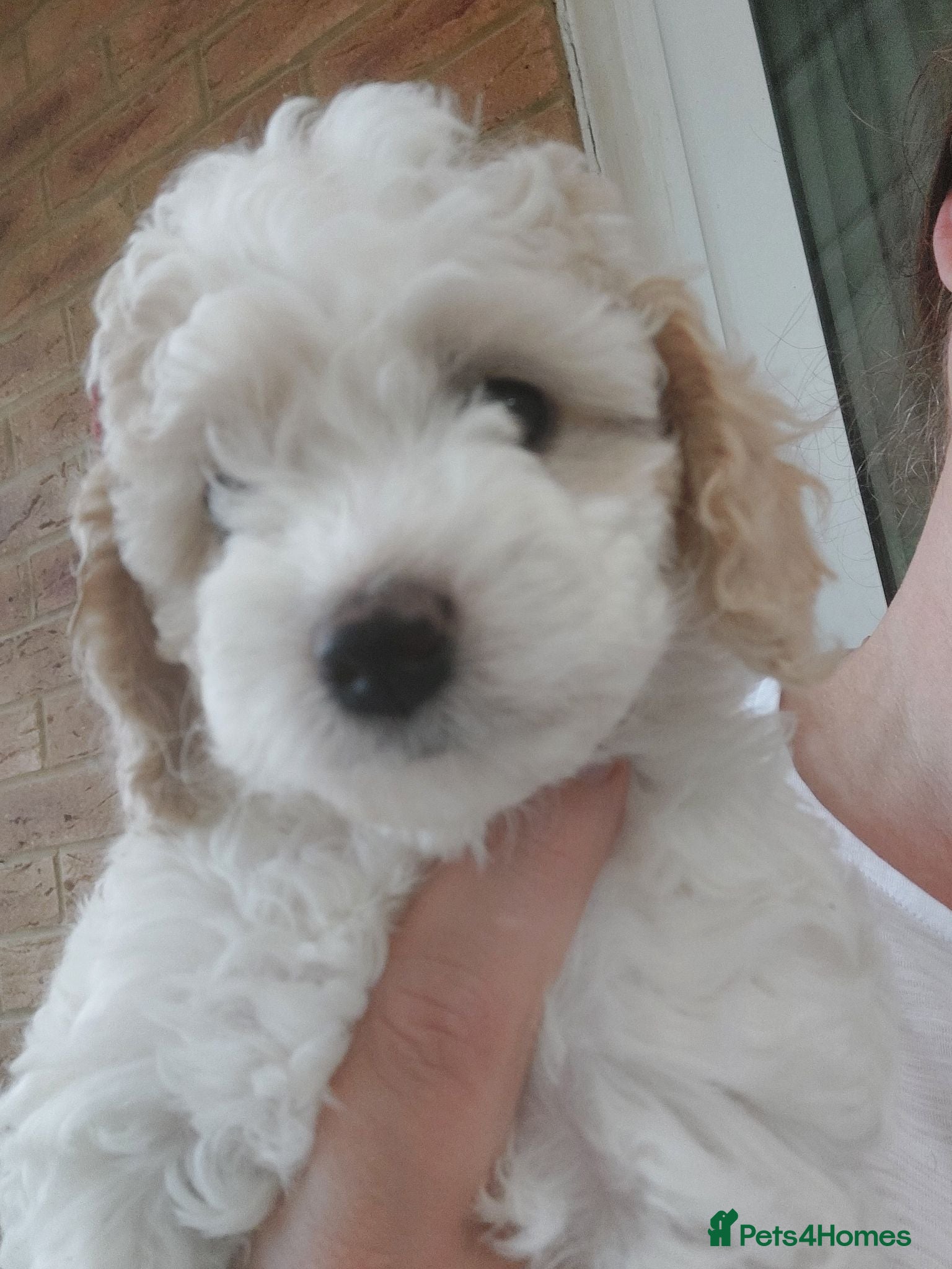 Cockapoo dogs Beautiful American cockapoo pups F1b - Advert 1