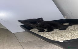 Domestic Shorthair cats for sale: Gorgeous mixed kittens  - Image 5