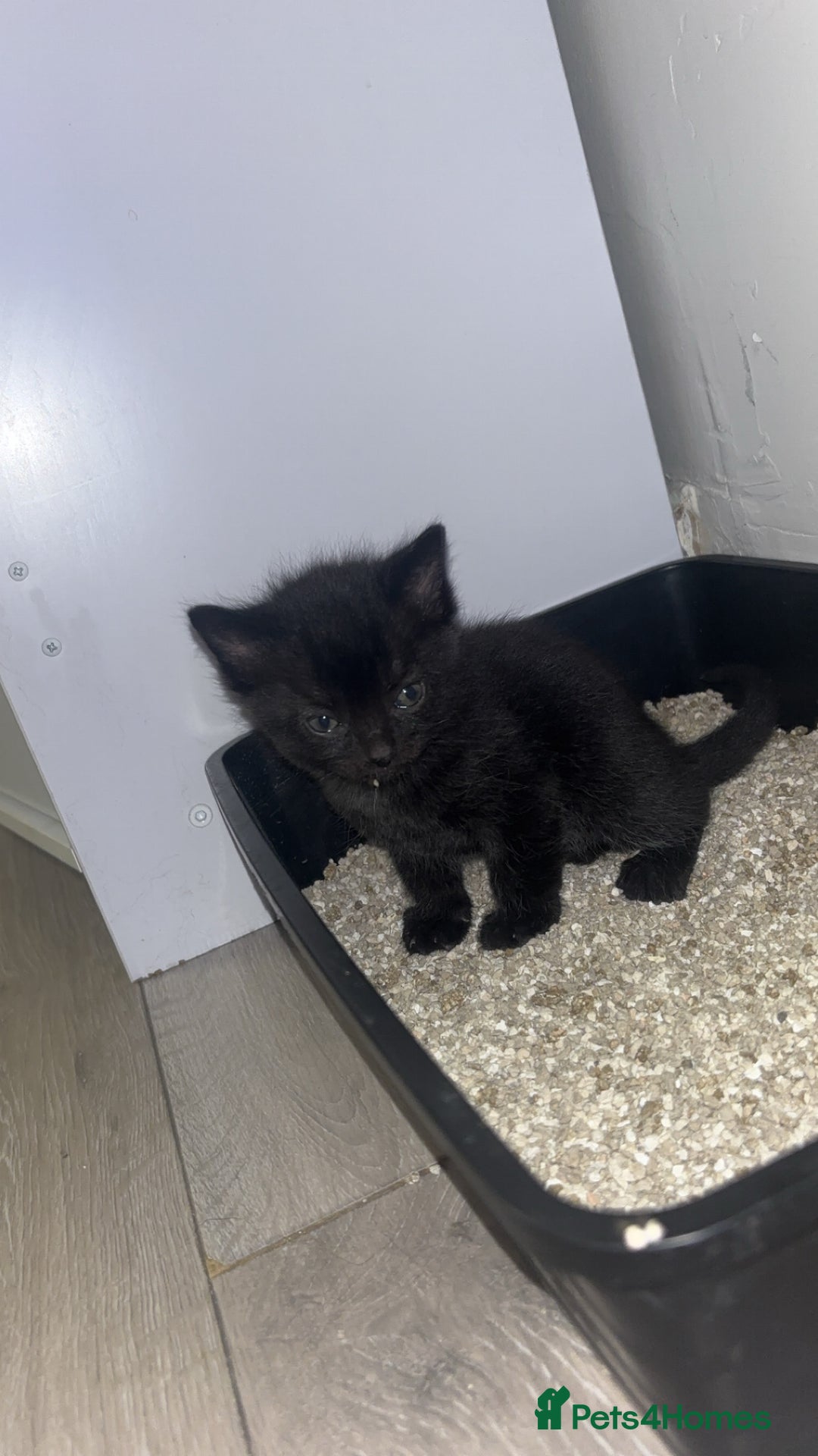 Domestic Shorthair cats for sale: Gorgeous mixed kittens  - Image 5