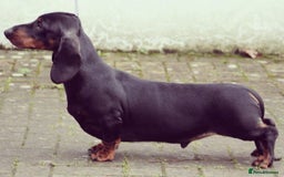 Dachshund dogs for stud: Kc registered standard smooth stud  in Newton Abbot - Image 13