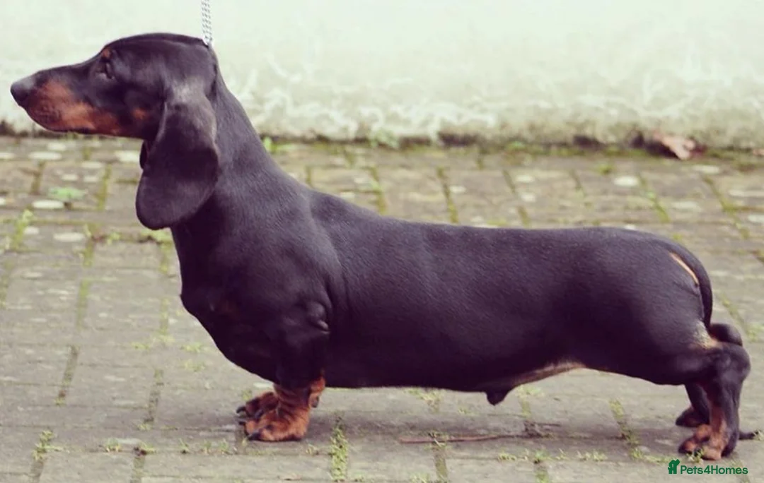 Dachshund dogs for stud: Kc registered standard smooth  in Newton Abbot - Advert 13