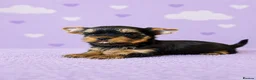 Yorkshire Terrier dogs for sale: ✨🐾 Outstanding Show Quality KC Yorkie Puppies 🐾✨ - Advert 3