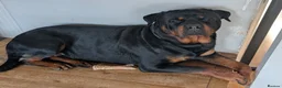 Rottweiler dogs for stud: Superb Stud KC Reg, Hip, Elbow Scores Health Tests - Advert 2