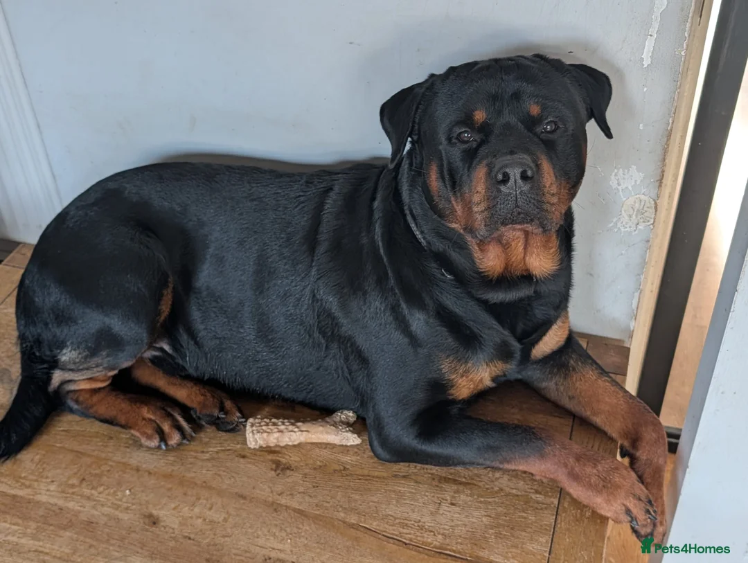Rottweiler dogs for stud: Superb Stud KC Reg, Hip, Elbow Scores Health Tests - Advert 2