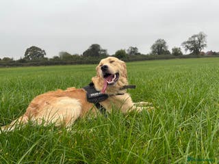 Golden Retriever dogs Handsome Golden boy for stud in Frome - Advert 1