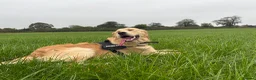 Golden Retriever dogs for stud: Handsome Golden boy for stud  in Frome - Advert 1