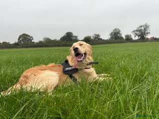 Golden Retriever dogs Handsome Golden boy for stud in Frome - Advert 11