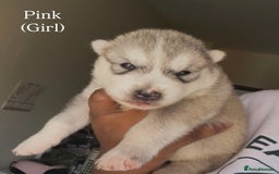 Utonagan dogs for sale: Siberian Husky cross Alaskan Malamutes Puppies - Image 1