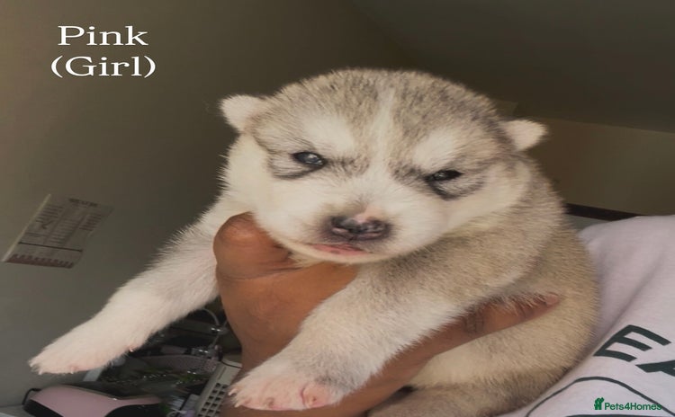 Utonagan dogs - Advert 1