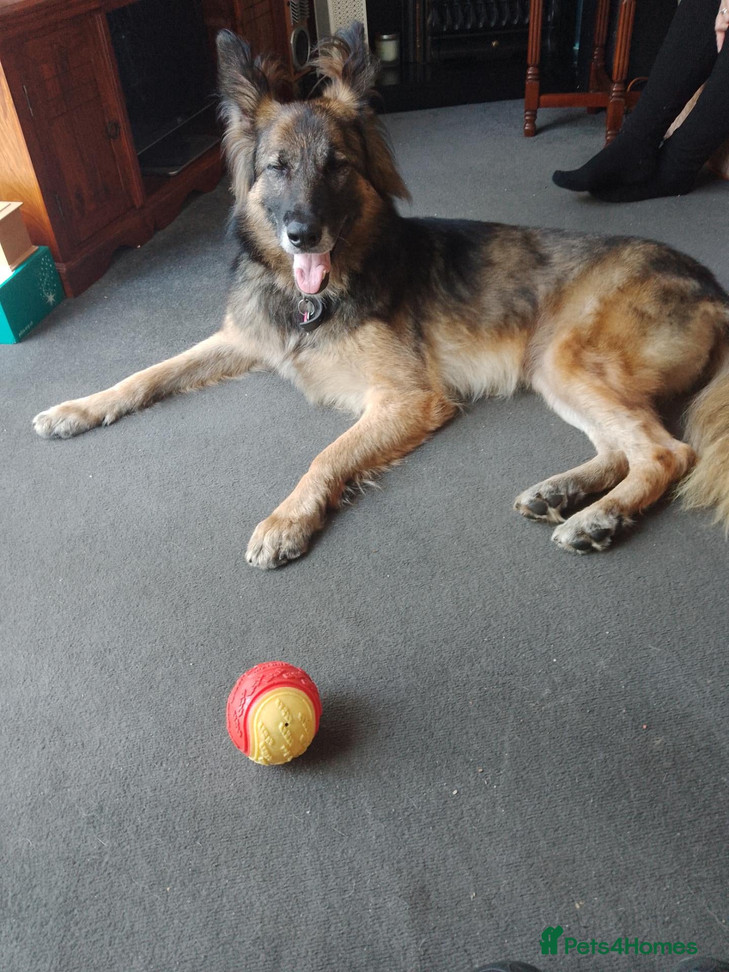 German Shepherd dogs 4 year old German shepherd female  - Advert 3