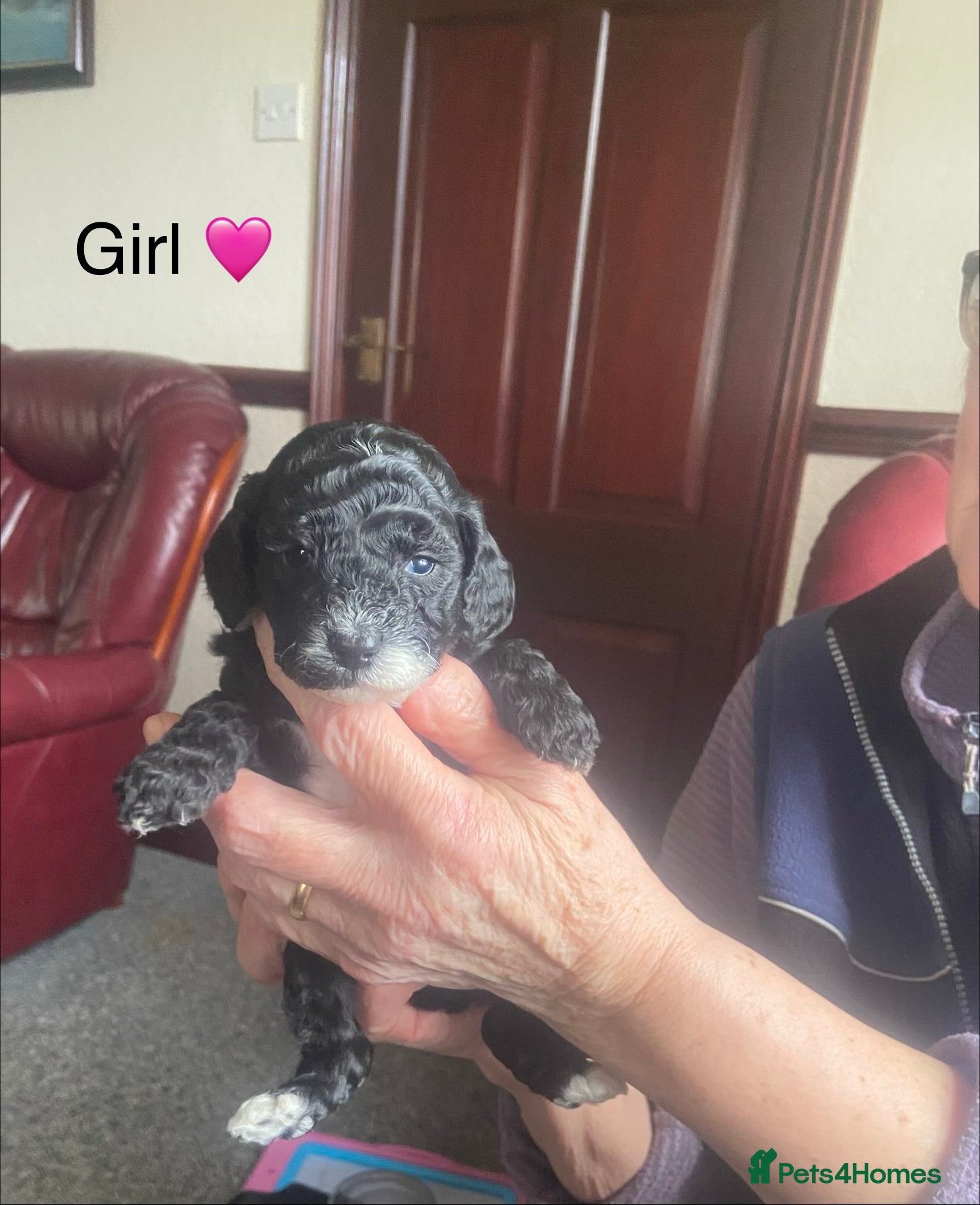 Cockapoo dogs F1B TOY COCKAPOOS - Advert 2