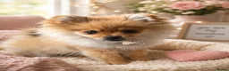 Pomeranian dogs for sale: Beautiful Miniature Pomeranian  - Advert 1