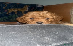 Cavapoo dogs for sale: 🌟 Rare Tiny Toy Cavapoo's F1B 🌟ready next week  - Image 7