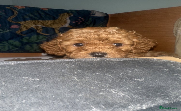 Cavapoo dogs - Advert 4