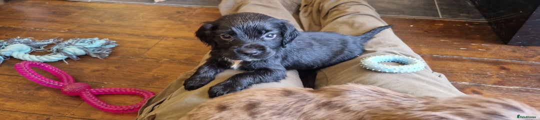 Cocker Spaniel Puppy 3