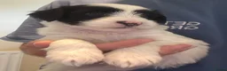 Tibetan Terrier dogs for sale: Lovely KC Reg Tibetan terrier puppies - Advert 11