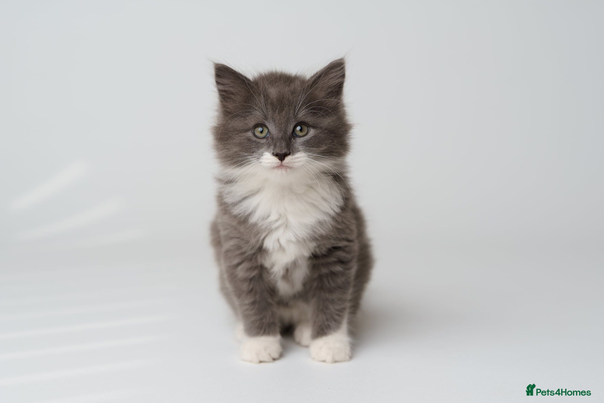Mixed Breed cats Kittens for sale - Advert 1