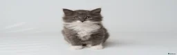 Mixed Breed cats for sale: Kittens for sale - Advert 1