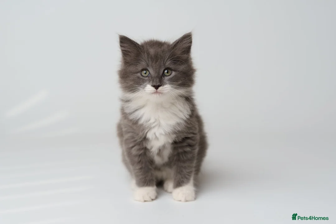 Mixed Breed cats for sale: Kittens for sale - Advert 1