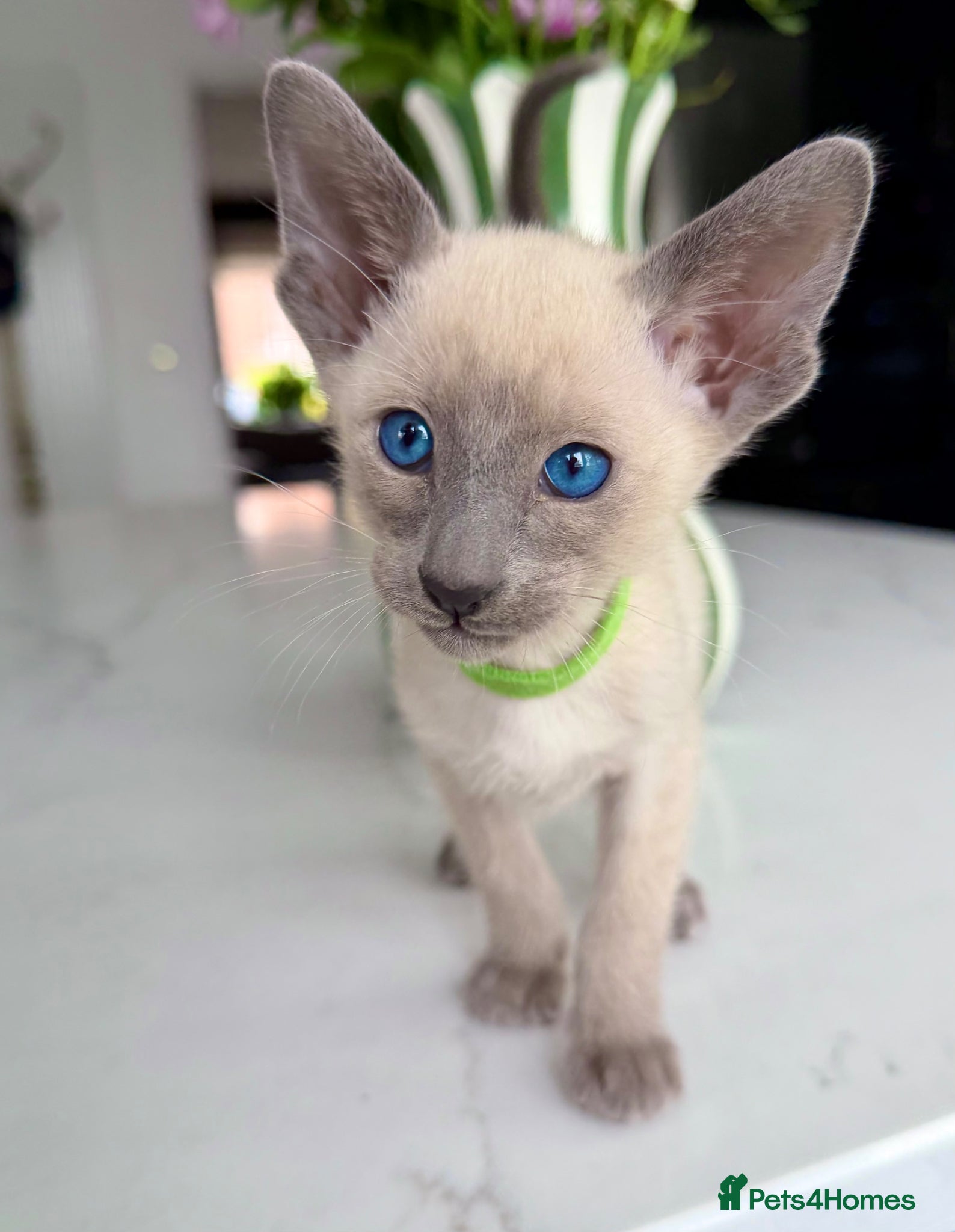 Siamese cats Pedigree GCCF Registered Siamese Kittens  - Advert 2
