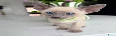Siamese Kitten 2