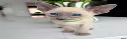 Siamese cats for sale: Pedigree GCCF Registered Siamese Kittens  - Advert 1